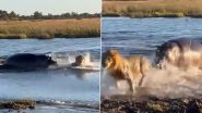 भीषण गर्मी से निजात पाने के लिए झील में नहाने पहुंचे शेर, तभी दरियाई घोड़े ने कर दिया हमला और फिर... (Watch Viral Video)